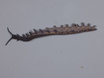 Media type: image;   Invertebrate Zoology 168056 Description: Digital photograph of specimen in life.;